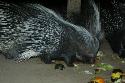 Porcupine enjoys some dinner scraps