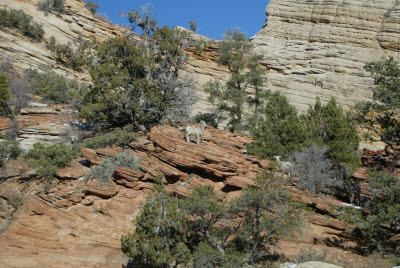Bighorn Sheep on the Canyon Overlook Trail