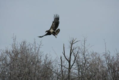 Golden Eagle in Utah