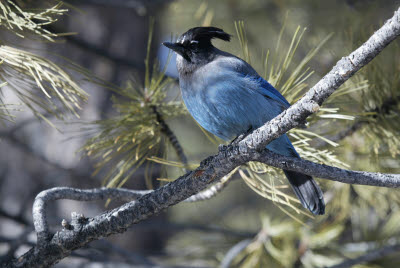 Blue Bird in Bryce