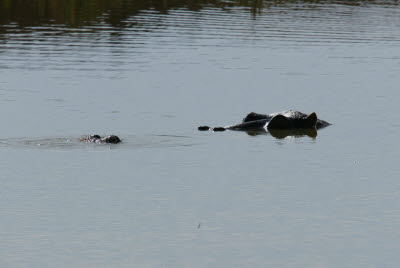 Hippo in pond near Mt. Etjo main lodge