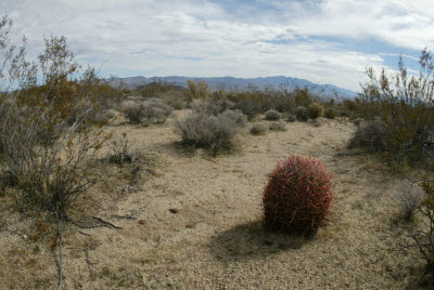 Mojave Barrel Cactus