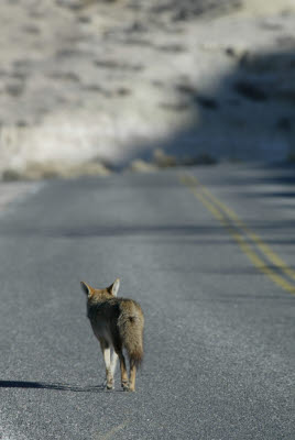 Coyote on the road near Scottys Castle