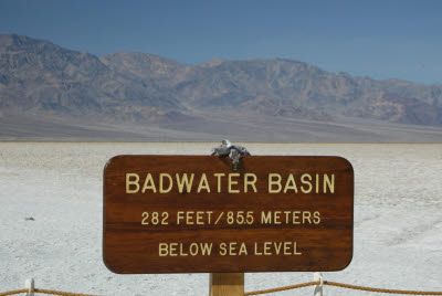 Anteater at the Badwater Basin Sign - 282 ft. Below Sea Level
