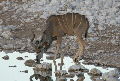 Kudu gets a morning drink