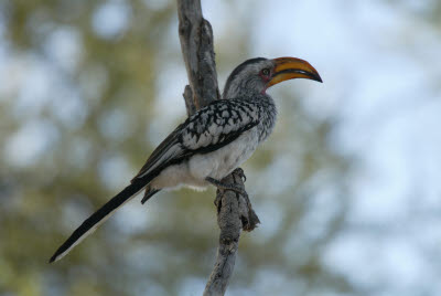 Hornbill perched in a tree