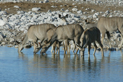 Kudu visit the waterhole