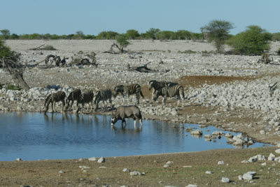 Endless procession at the waterhole