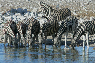 Zebra herd drinks
