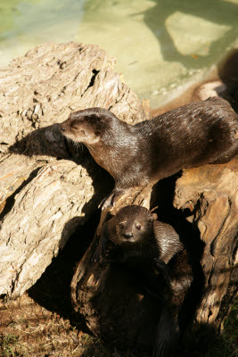Otters at the Phoenix Zoo