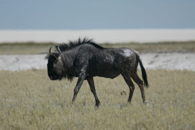 Wildebeest explores the Etosha pan
