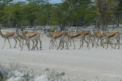 Large springbok herd crosses the road