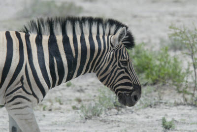 Zebra Headshot
