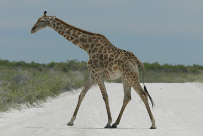 Giraffe crosses the road
