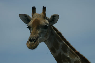 Giraffe of Etosha