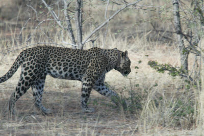 Leopard Tracking at Okonjima