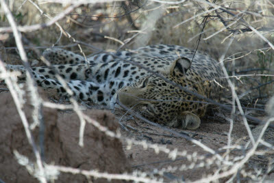 Leopard resting under a bush