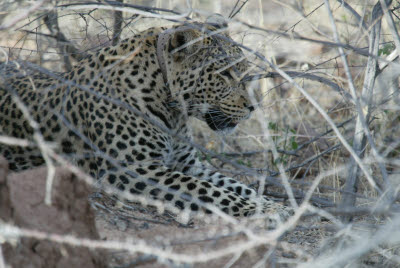 Leopard of Okonjima