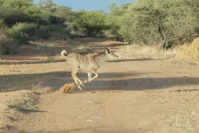 Kudu on the move