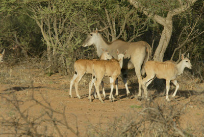 Eland and Young