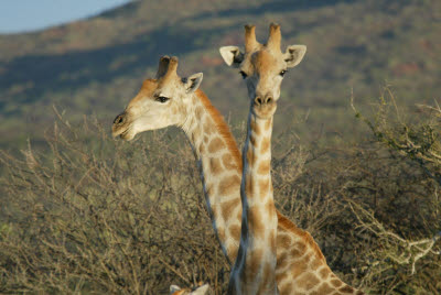 Giraffe of Okonjima