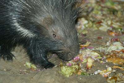 Porcupine eats dinner scraps at Okonjima