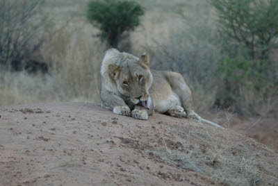 Grooming Lioness at Okonjima 