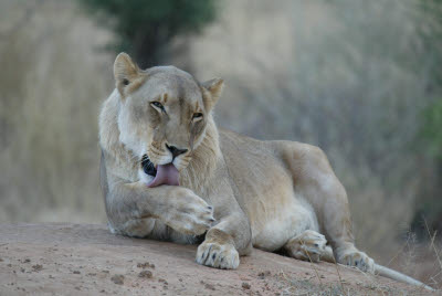 Lioness at Okonjima
