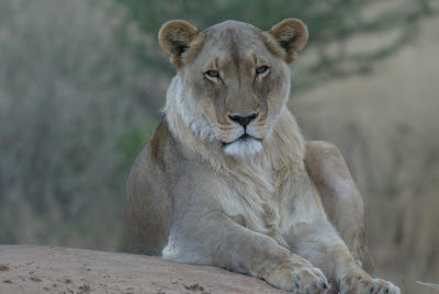 Lioness at Okonjima