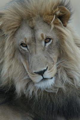 Lion at Okonjima