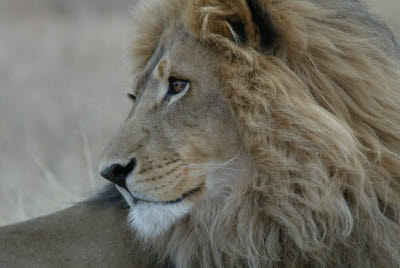 Lion at Okonjima