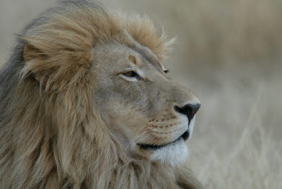 Lion at Okonjima