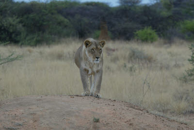 Lioness at Okonjima