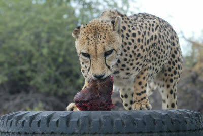 Cheetah at Okonjima