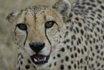 Cheetah at Okonjima