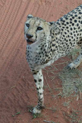 The three legged cheetah is part of the rehabilitation program