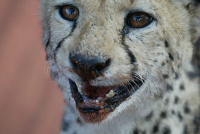 Red soil soils the mouth of this cheetah