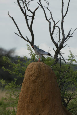 Goshawk perched on a termite mound
