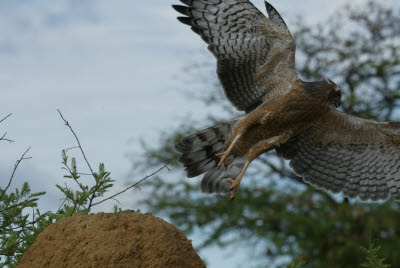 Juvenile Goshawk takes flight