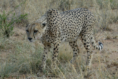 Cheetah prepares to lunge at goshawk