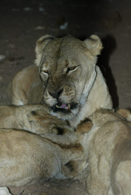 Night Lion Feed at Mt. Etjo