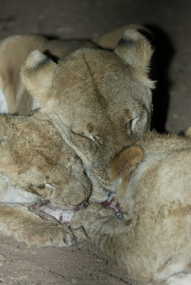 Night Lion Feed at Mt. Etjo