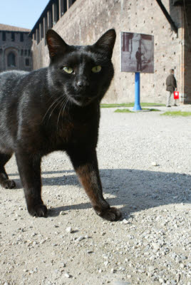 Cat at Castello Sforzesco, Milan