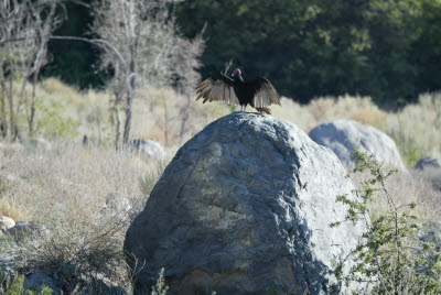 Vulture preening near fish ponds 
