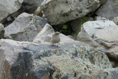 Friendly bird on glacier hike