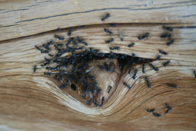 Ants on Bristlecone