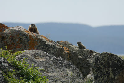 Yellow-Bellied Marmot