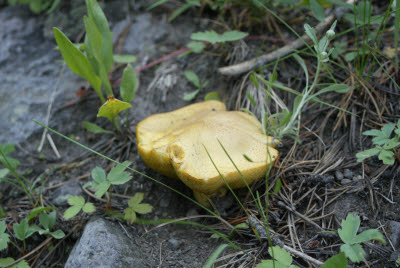Forest Mushroom in Yellowstone NP