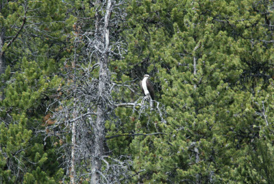 Osprey in Yellowstone NP