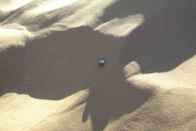 Scarab Beetle on the Dune
